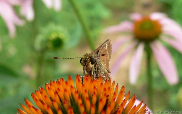 butterfly head on