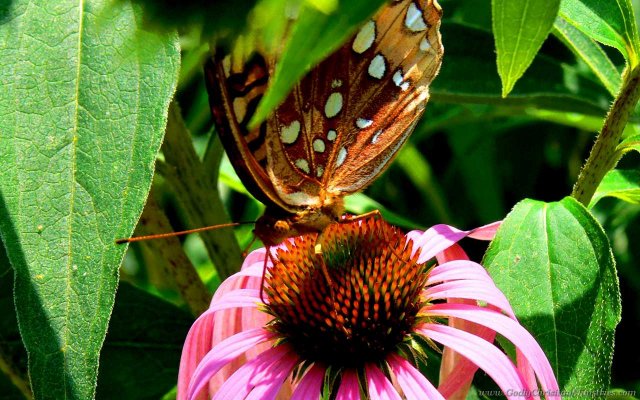 butterfly side view