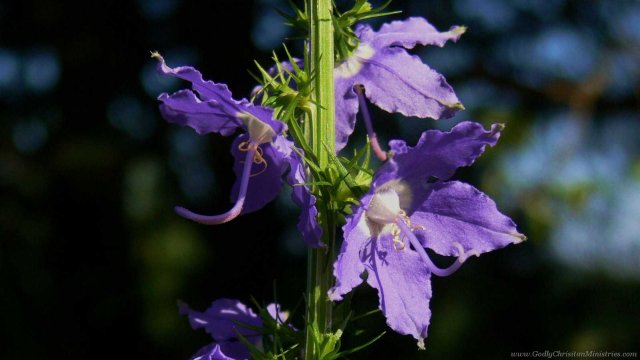 chicory