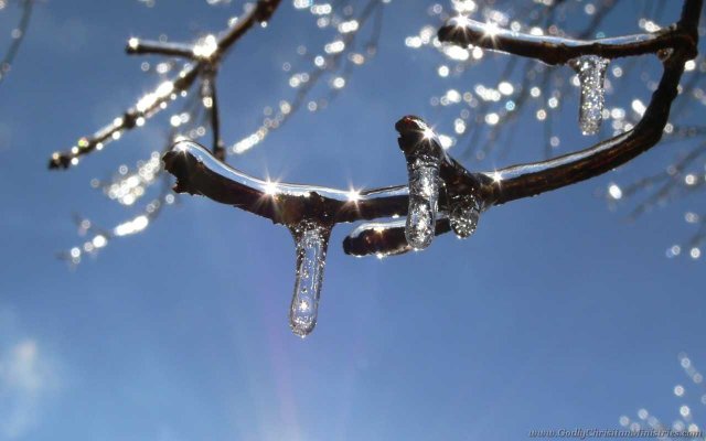 ice tree